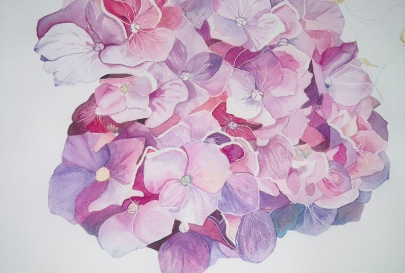 My Hydrangea