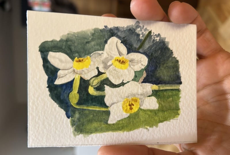 Daffodils in my garden