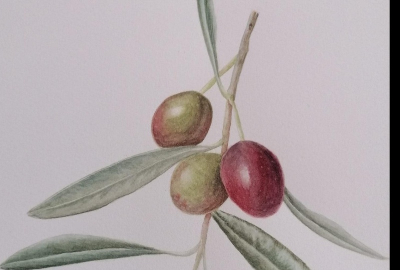 Olive Branch
