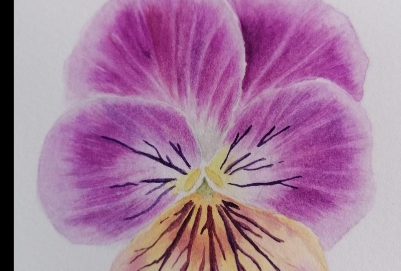 Viola Tricolor
