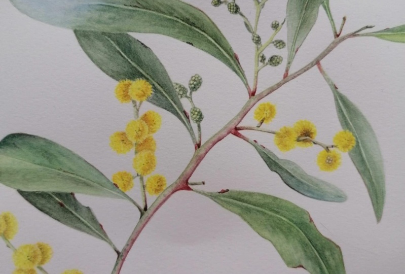 Golden Wattle