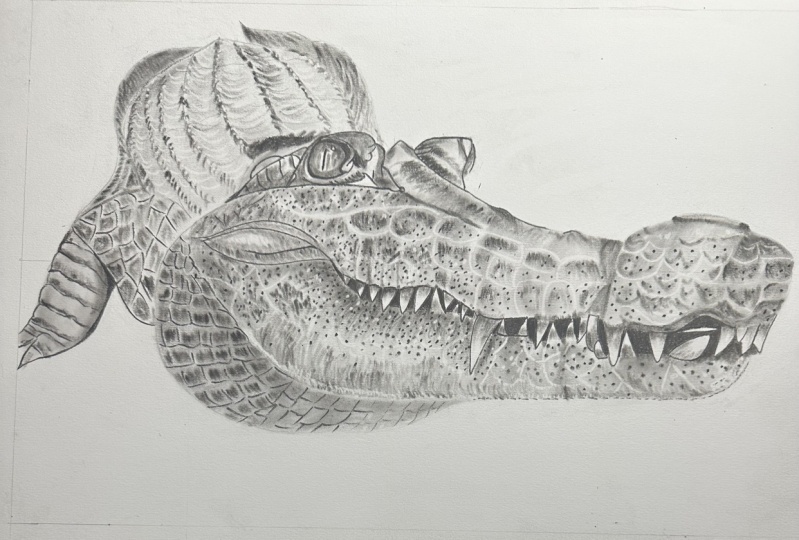 Croc