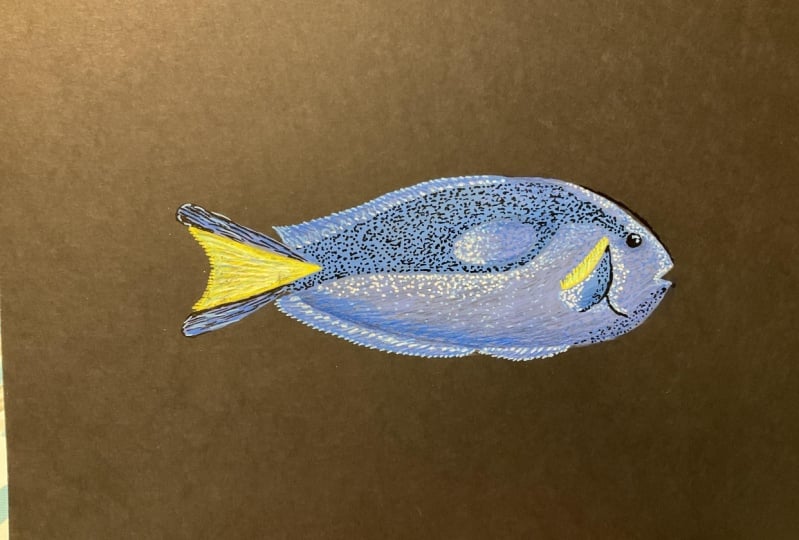 Blue Tang Fish