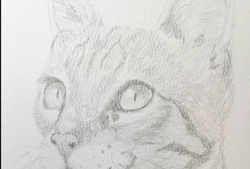 cat 3rd attempt