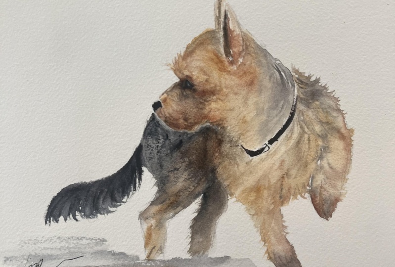 Yorky fun