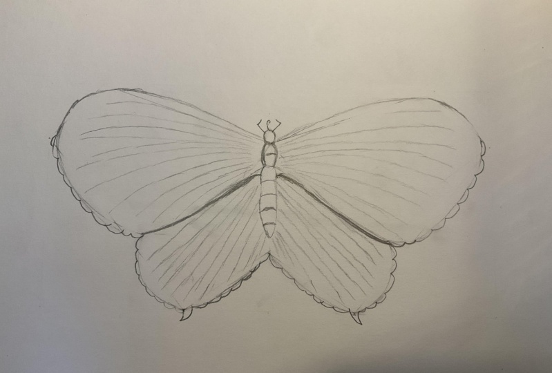 Initial butterfly sketch