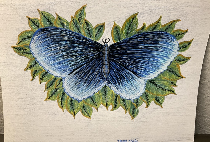 First butterfly