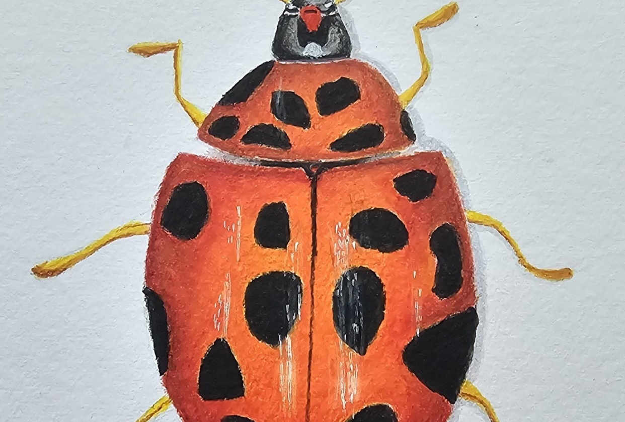 Ladybug - student project