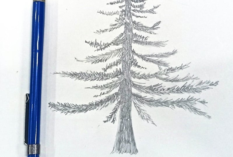 Pine Tree