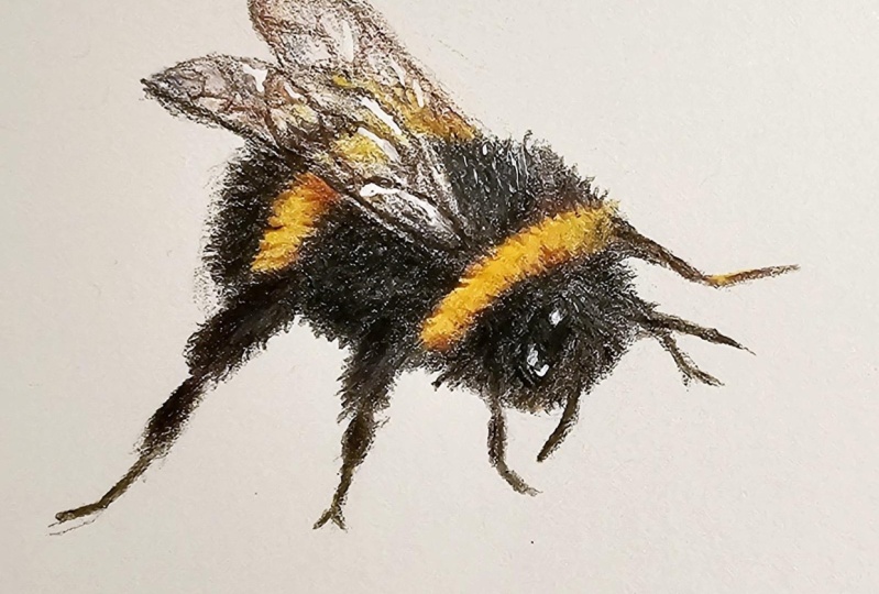 First pencils drain bee