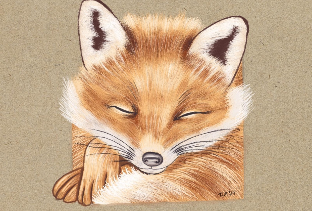 My sleeping fox - student project