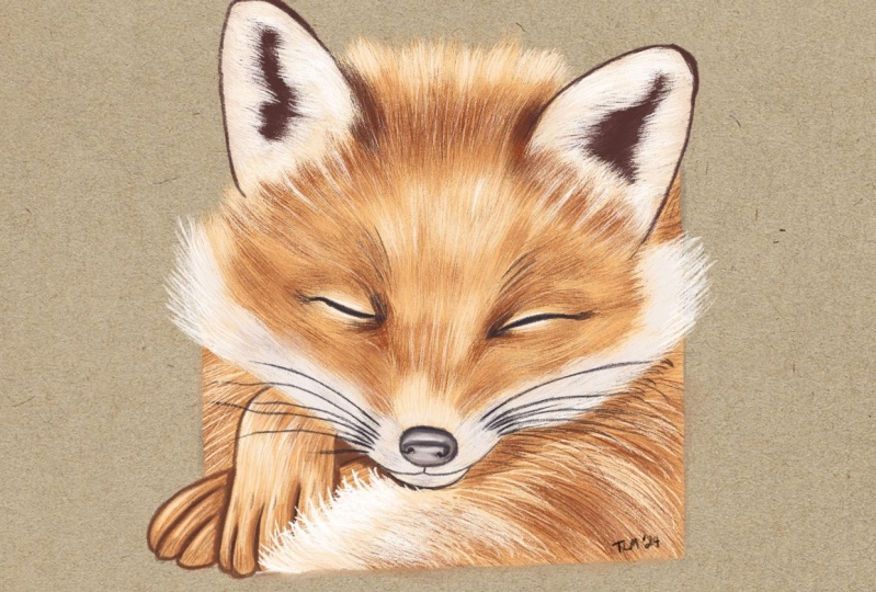 My sleeping fox