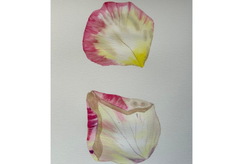 Painting Roses in Watercolor