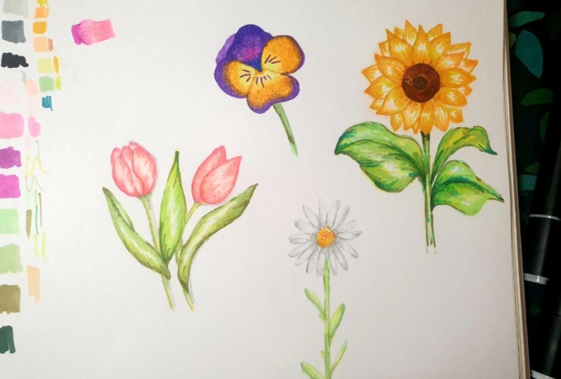 Colouring flowers with markers