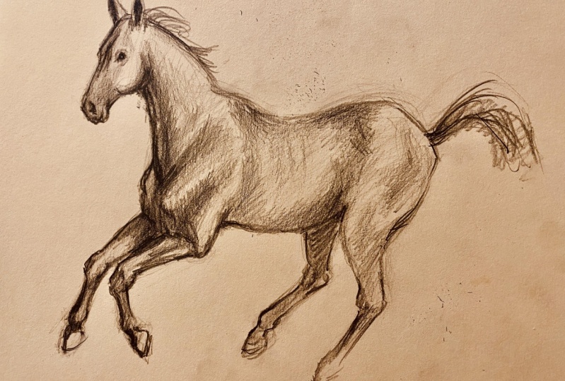 Horse sketch