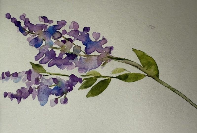 Lavender