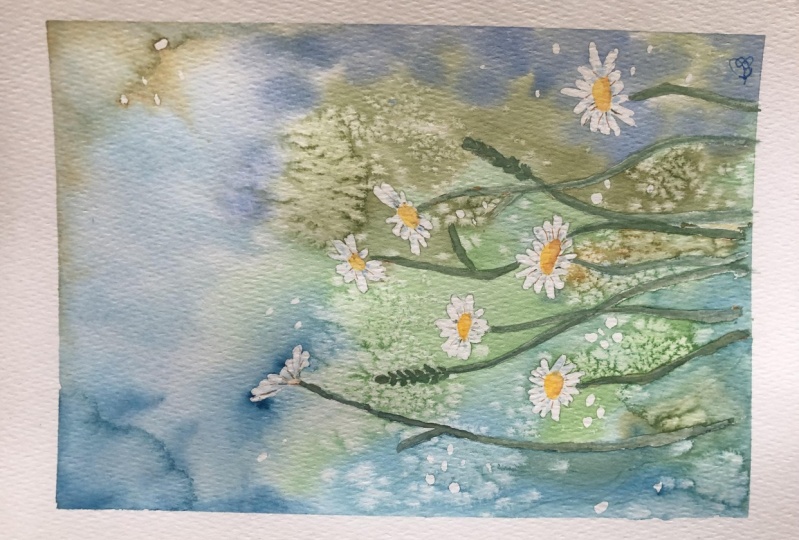 Daisies in the meadow