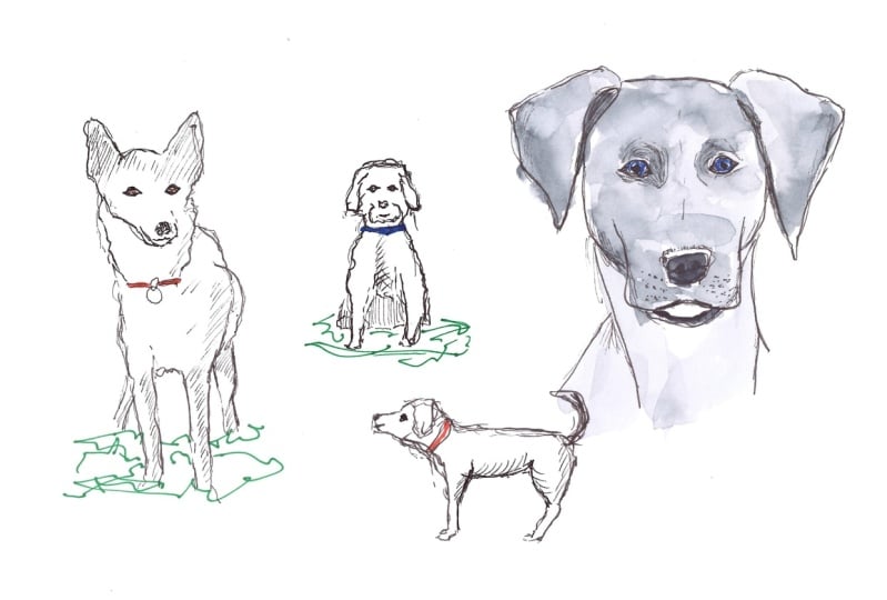 Doodle Dogs
