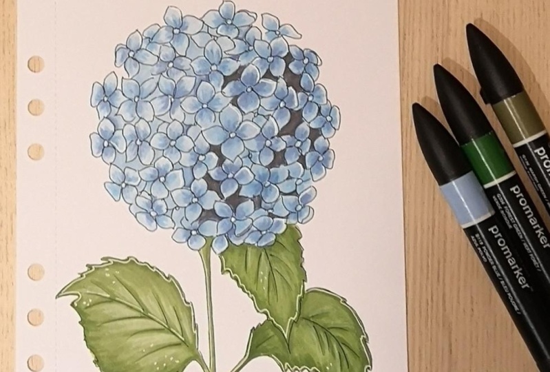 Hydrangea flower with alcoholmarkers
