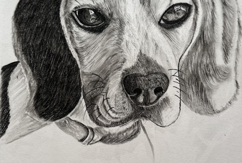 Beagle -