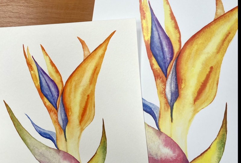 Bird of Paradise Flower