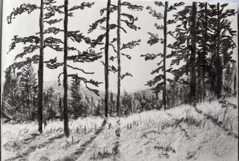 Main project - woodland scene