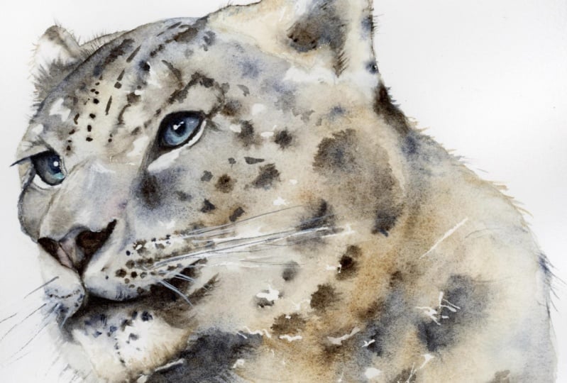 Snow Leopard