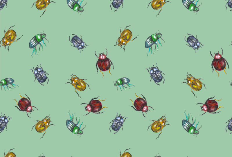 Beetle studies