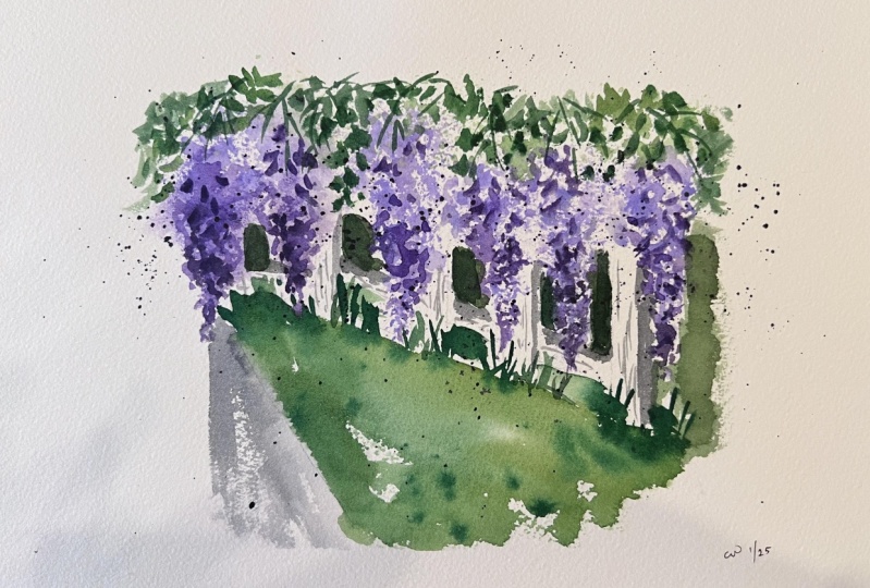 Wisteria