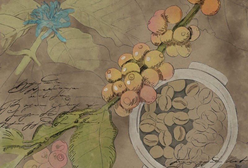 Coffee Plant Poster