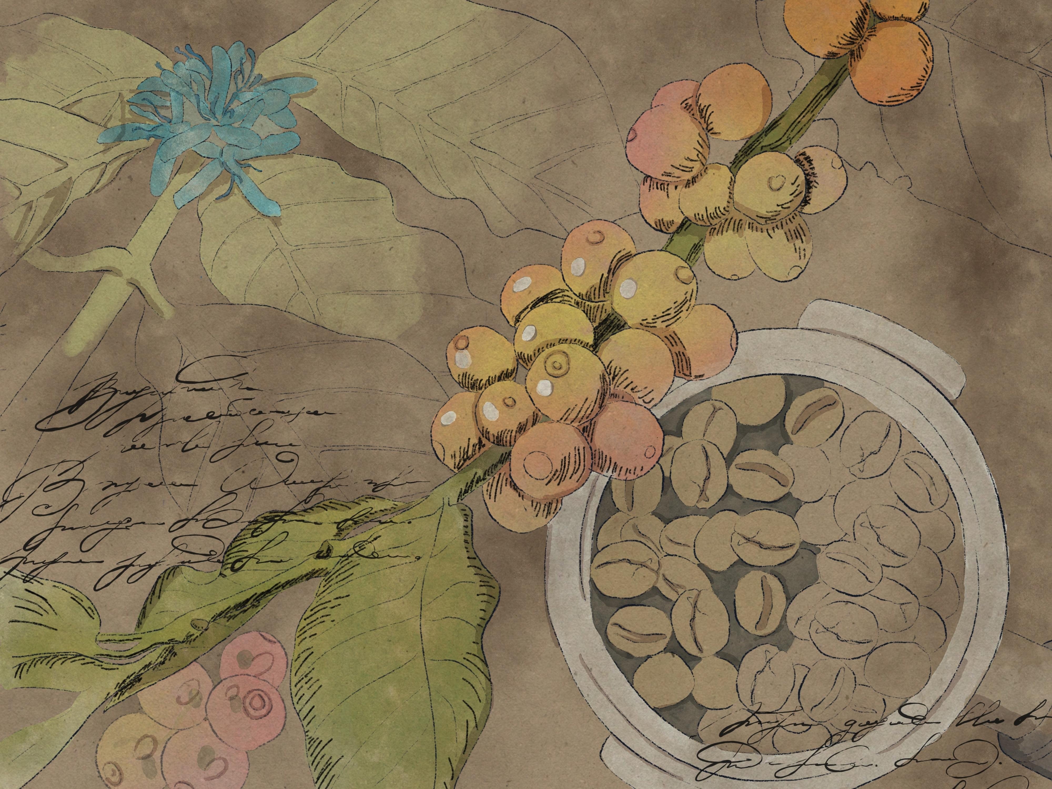 Coffee Plant Poster - student project