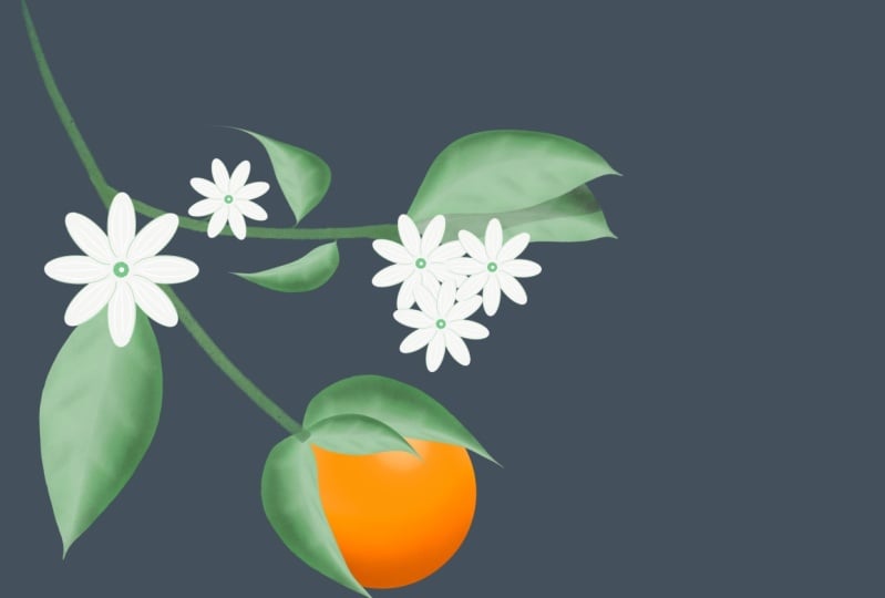 Flowers and Fruit