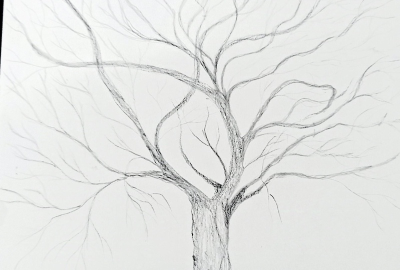 Drawing Deciduous Trees