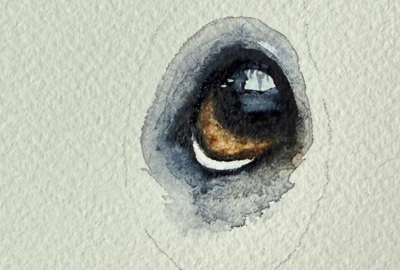 First Try Hound Eye