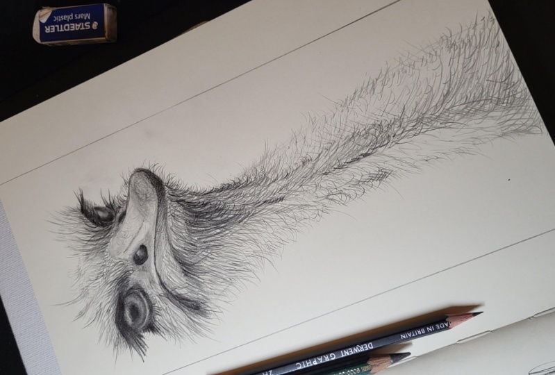 ostrich