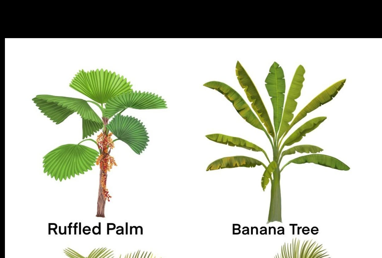 My Palm trees - student project
