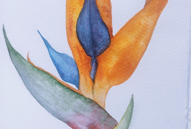 Bird of paradise