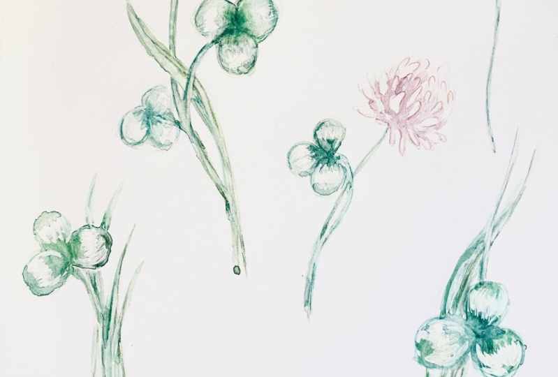 Clover