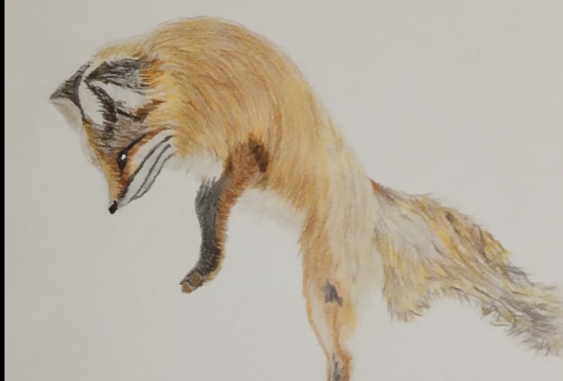 FOX