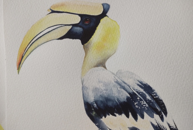 Hornbill Watercolour - a class by Nadine Dudek