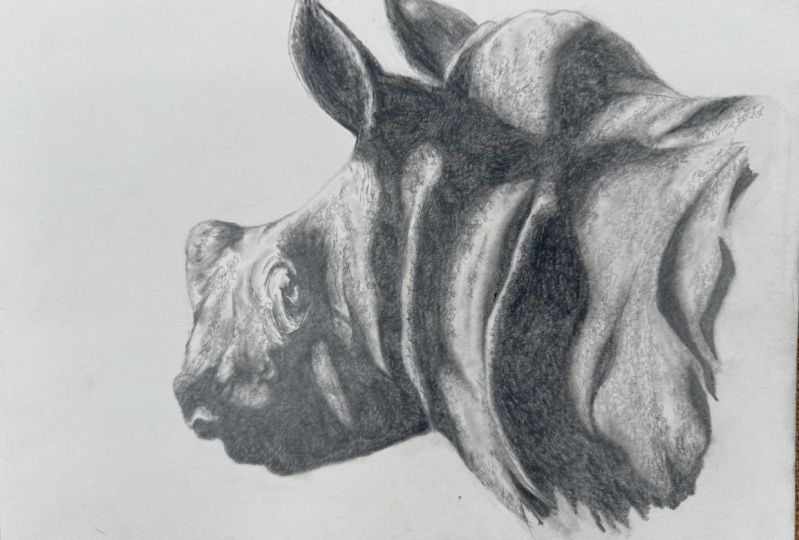 Baby rhino
