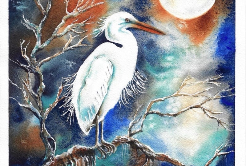 Great White Heron
