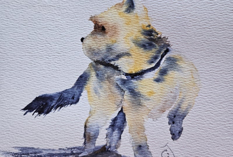 YORKSHIRE TERRIER