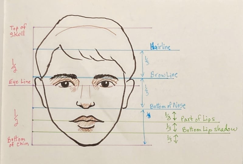 Proportions of the Face