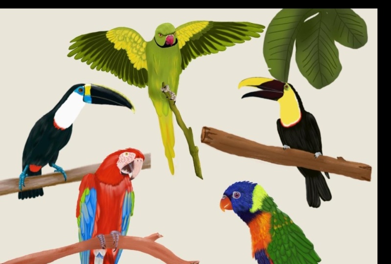 My Tropical birds