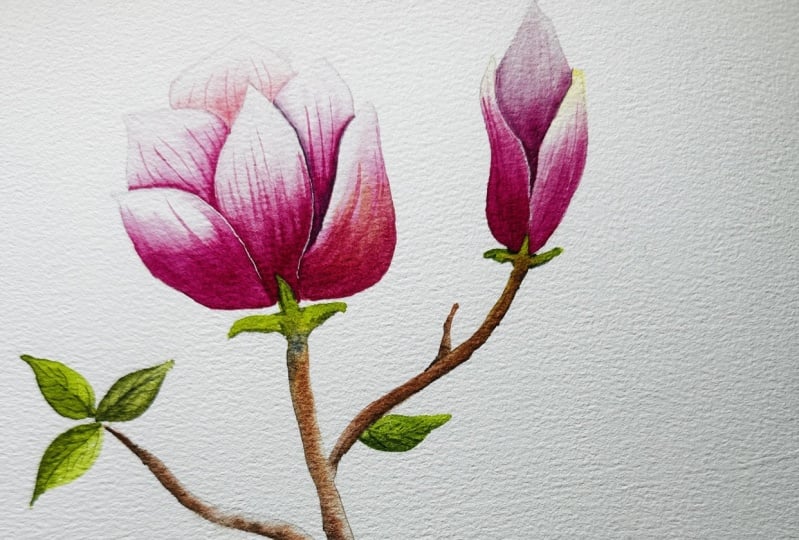 Magnolia