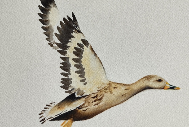 Flying Duck - a class by Nadine Dudek