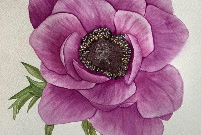 Pink Anemone