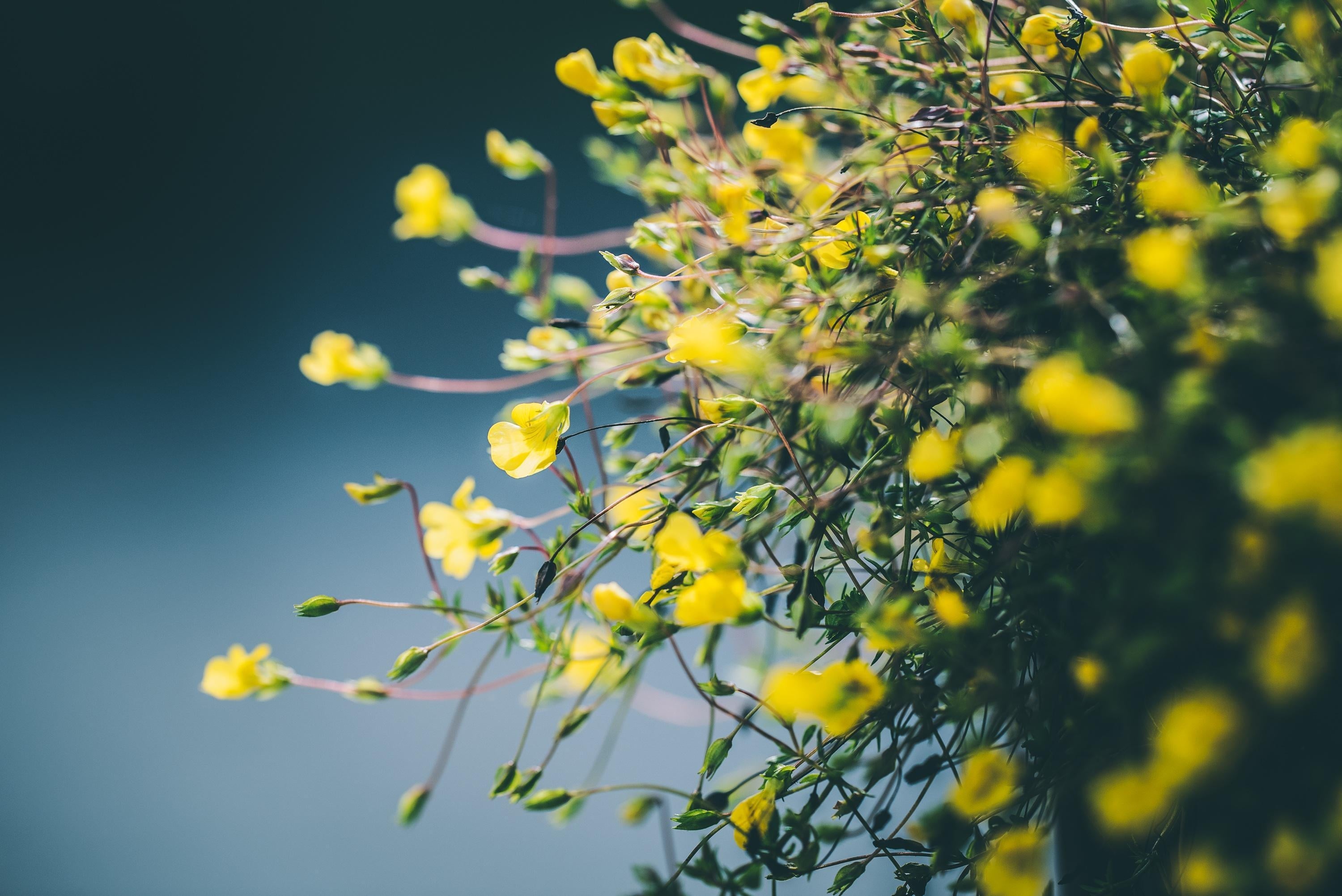 Nature Walk Meditation - student project