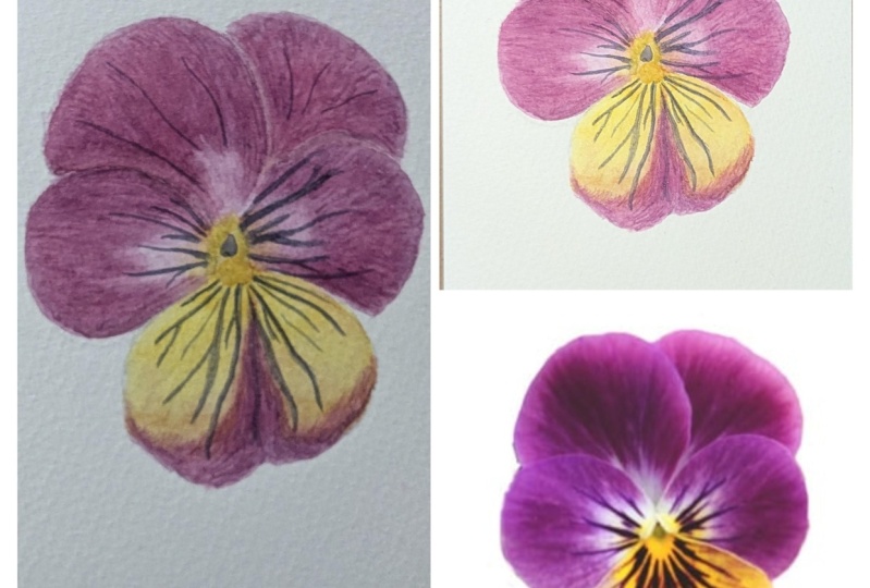 Viola Tricolour